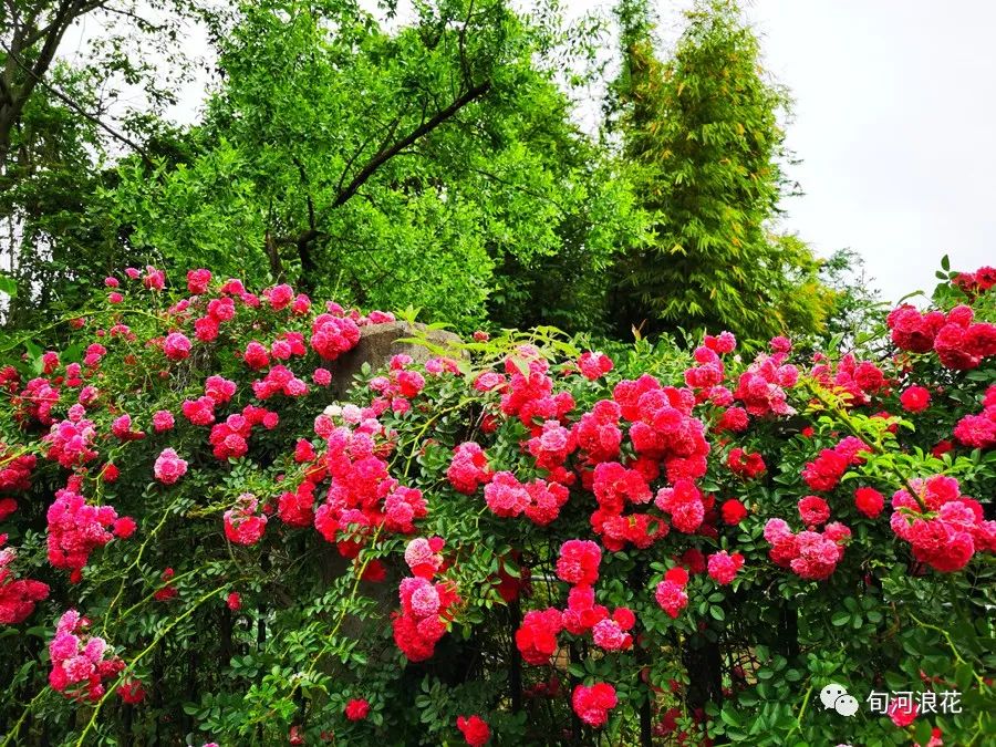 悄悄走过这一年 文/赵攀强