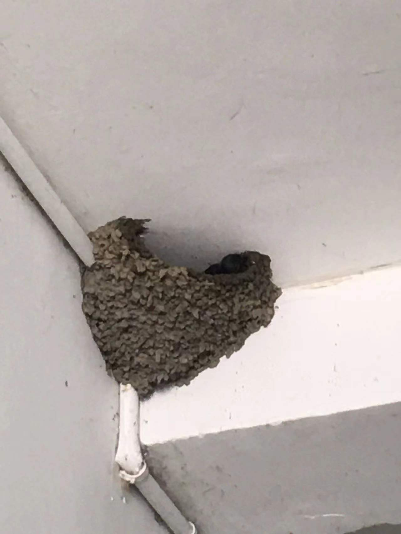 拿什么建你的家园----我的燕子                           文/ 何世芬