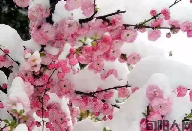 旬阳诗词癸卯元月咏梅雪