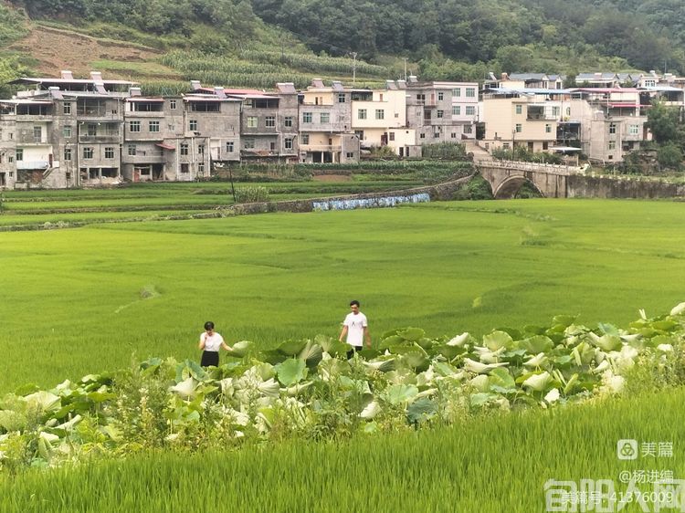走进旬阳贡米之乡王家坪   文/杨进编