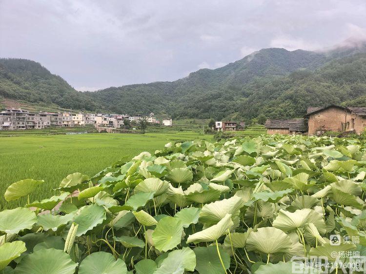 走进旬阳贡米之乡王家坪 文/杨进编(图6) 20221126