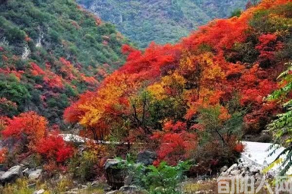 万山红装  文/杨进编