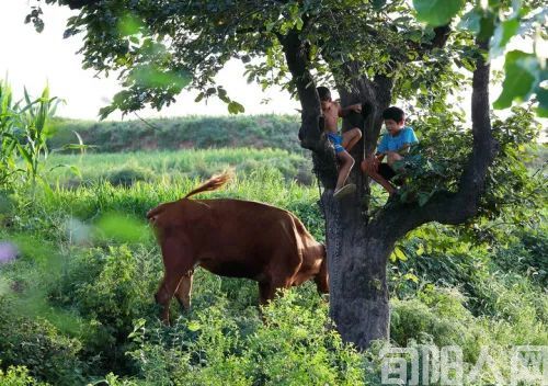 农村的那些事儿:难忘放牛时光   文/杨进编