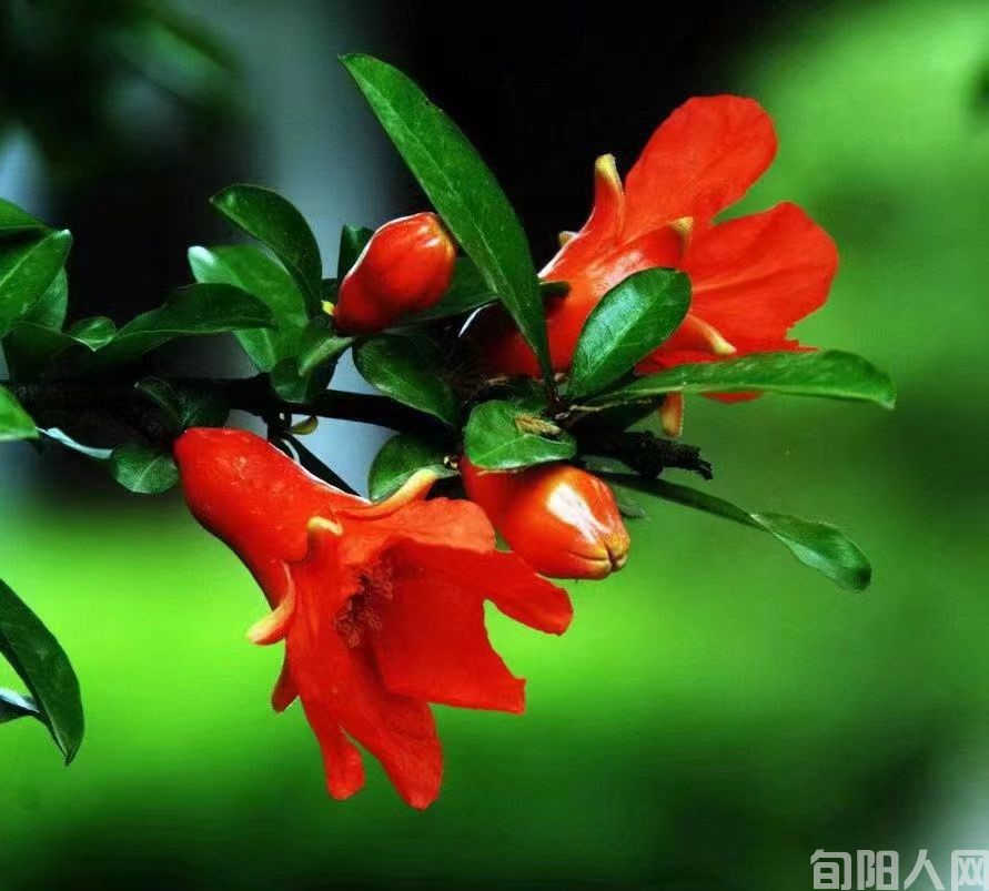 一束正在绽放的《石榴花》                 文/刘家胜