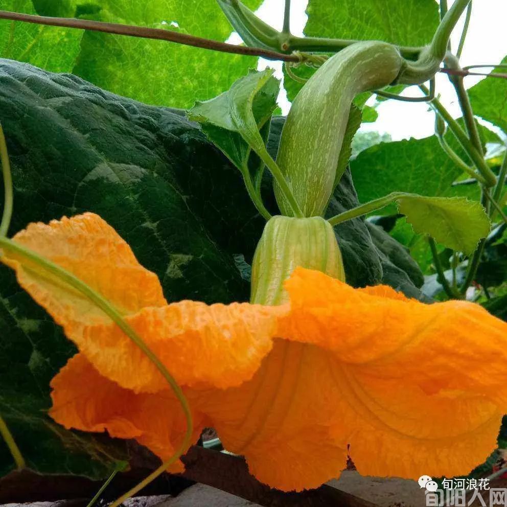 香香甜甜的南瓜(图2) 2.jpg