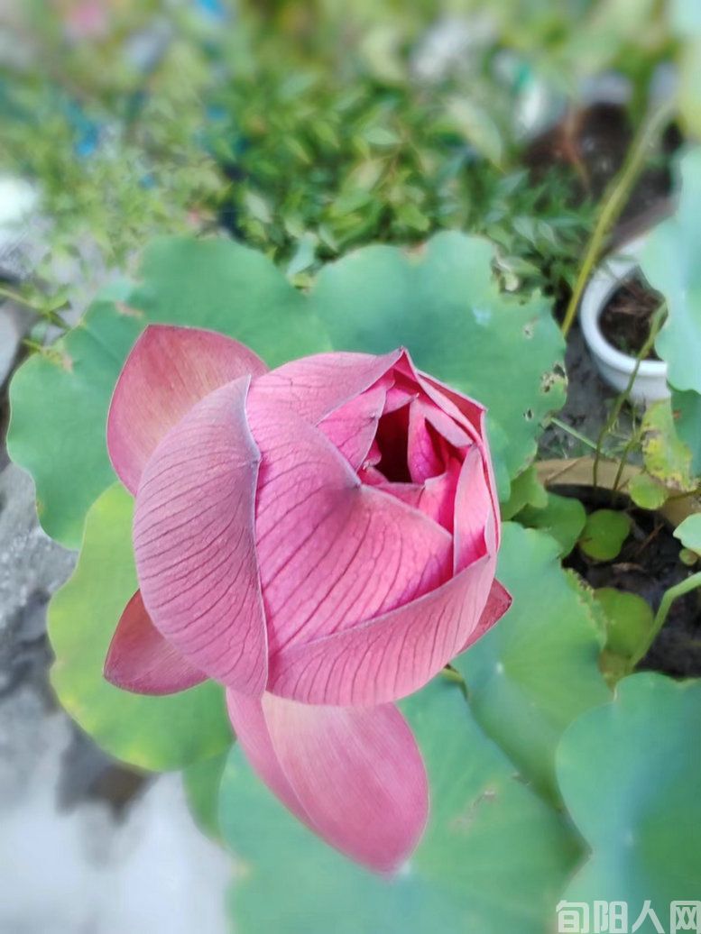 映日荷花别样红