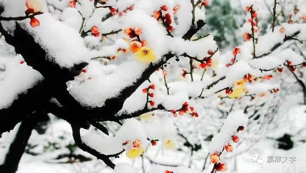 一剪梅 ：梅骨花香寒难收          文/胡亚光