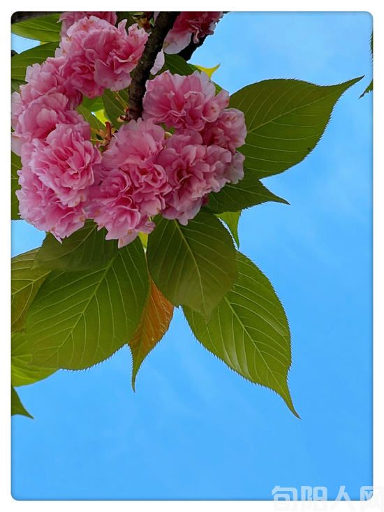 教师节感怀教师(中华新韵) 文/王贤雅(图1) 花.jpg