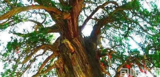 页山古柏断思（诗歌）                                          文/闫秀民