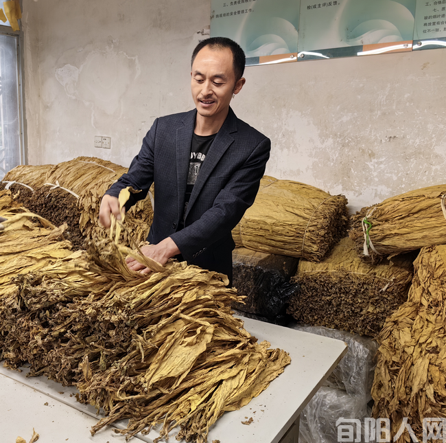 陕西安康旬阳市赵湾镇:职业烟农圆了“致富梦”(图1) 微信图片_20230928103815.png