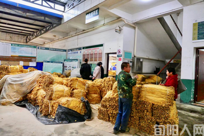 陕西安康旬阳市赵湾镇:职业烟农圆了“致富梦”(图2) 微信图片_20230928103833.png