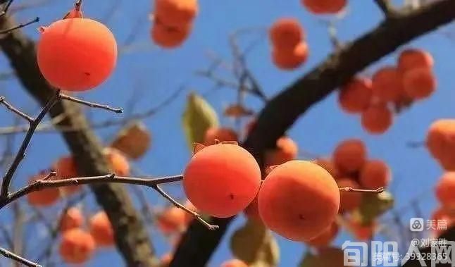 柿子红了 文/刘家胜(图1) 972d05ddd851df6ca2e8c6e64baea57f.jpg