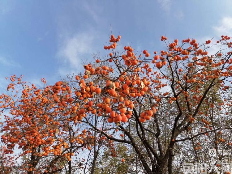 柿子红了 文/刘家胜(图2) c1e0b72023426da7c88bd48b2800f64c.jpg