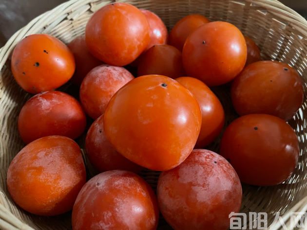 颂重阳四首                               文/刘承印