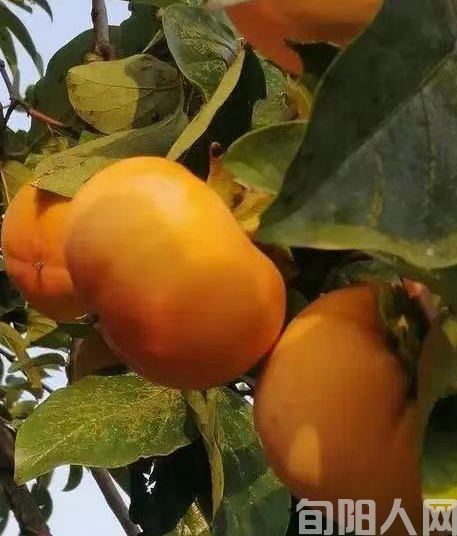 挂在阳台上的柿子 文/李虎山(图2) 柿子.jpg