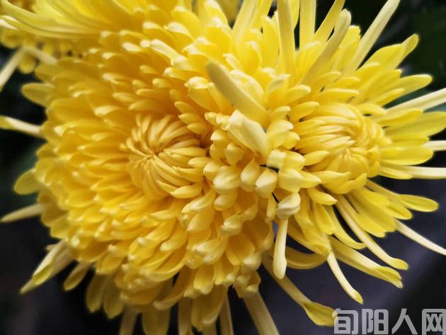 霜降节遊太极城遐想                 文/任登庚