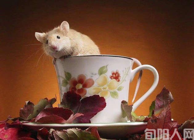 一只老鼠(寓言)                           文/向维录