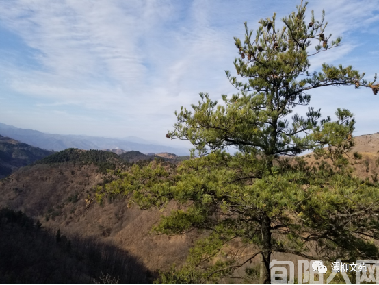 冬游卧虎岭 文/赵晓红(图1) 赵.png