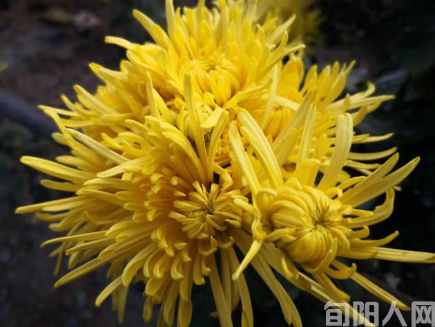 杨建华组诗五首         文/杨建华