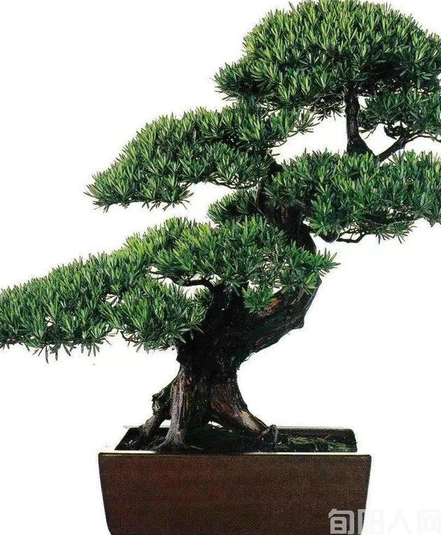 罗汉松的冬天 文/蝶秋(图1) 罗汉松图片.jpg