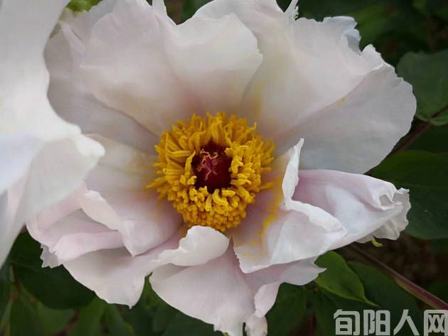 水调歌头•贺友乔迁            文/吴丰田