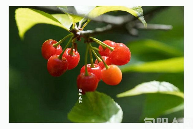 相思            文/吴丰田