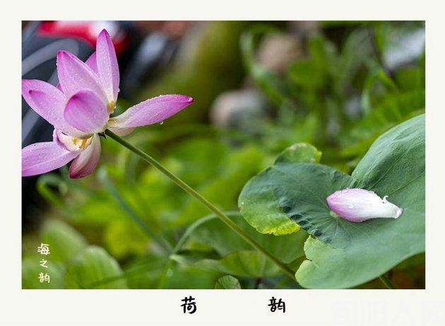 残荷 文/李明清(图1) 荷花.jpg