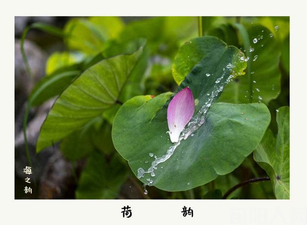 残荷 文/李明清(图2) 荷花5.jpg