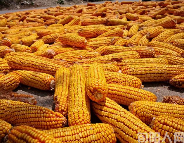 农 赞 文/ 刘承印(图1) 插图11.jpg