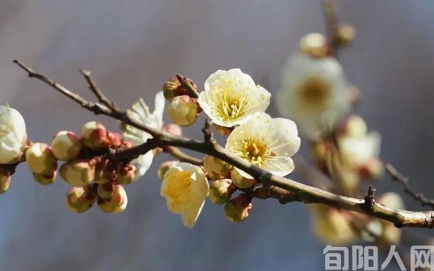 《梅花报春》 文/张志琴(图2) 77.jpg