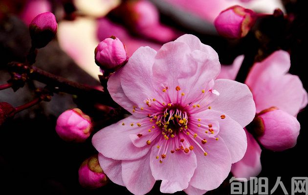 《梅花报春》 文/张志琴(图1) 78.jpg