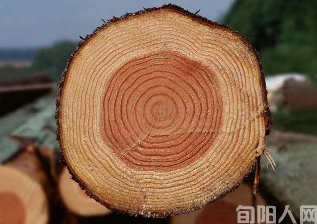 年轮.jpg