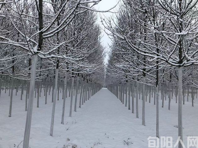 现代诗:柔情的雪 文/郝晓东(图2) 微信图片_20240117100003.jpg