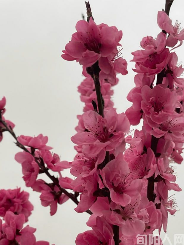 桃花源里有“桃源” 文/王庭德(图2) 桃花2.jpg