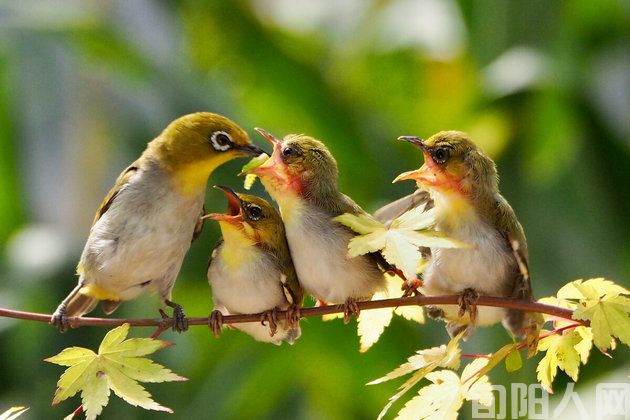 黑娃（连载）（一）     文/闰土