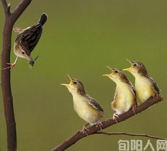黑娃（连载）（二）   文/闰土