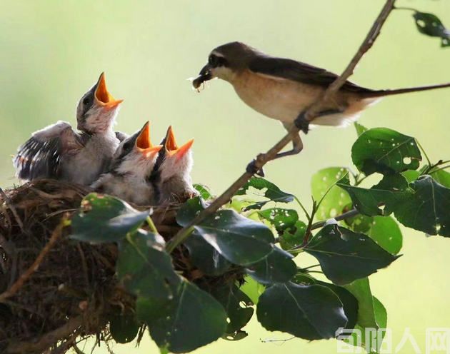 黑娃（连载）（三）   文/闰土