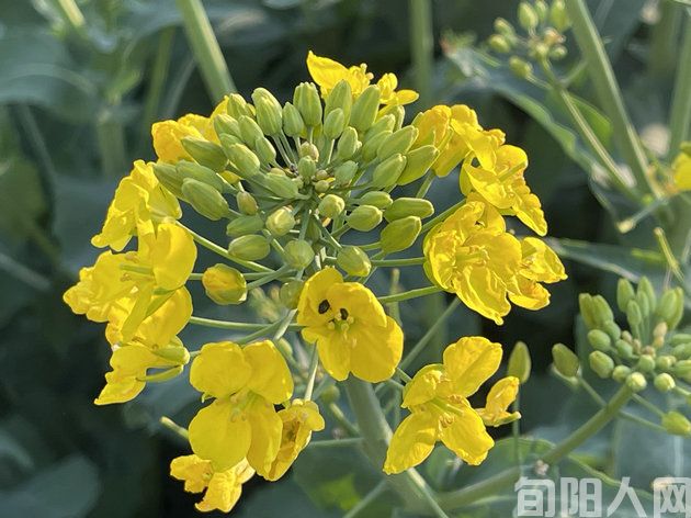 山城春色三首 文/刘承印(图1) 微信图片_20240312164711.jpg