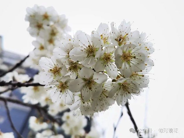 户外看春 文/赵攀强(图1) 640.jpg