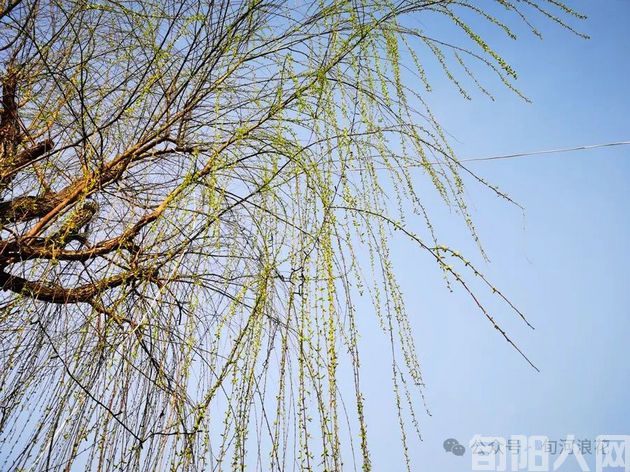 户外看春 文/赵攀强(图2) 640 (1).jpg