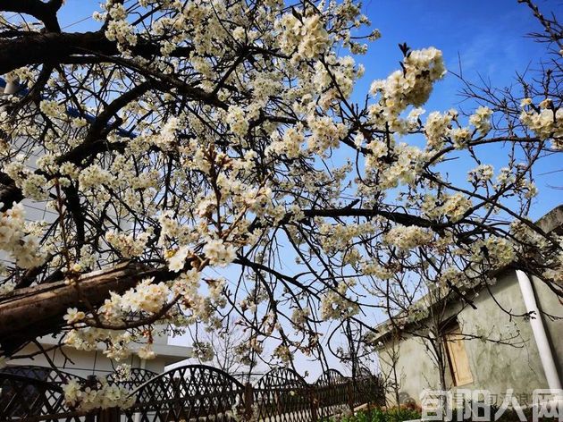 户外看春 文/赵攀强(图4) 4.jpg