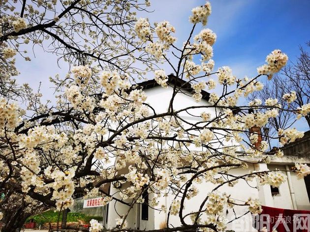 户外看春 文/赵攀强(图6) 6.jpg