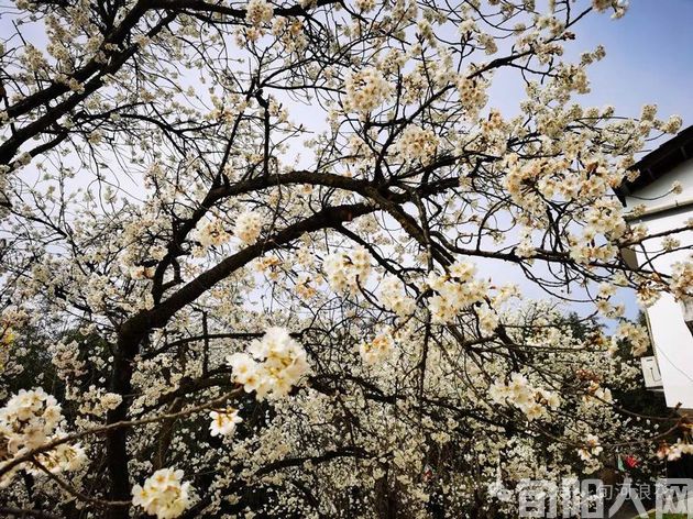 户外看春 文/赵攀强(图7) 7.jpg