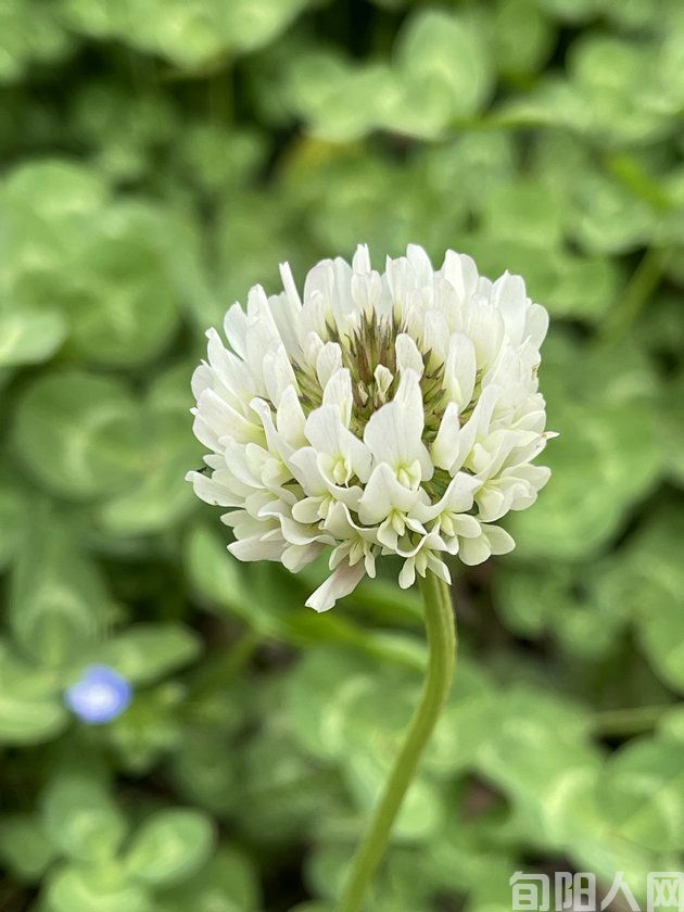 汉江之美 文/赵梅(图2) 微信图片_20240316131831.jpg