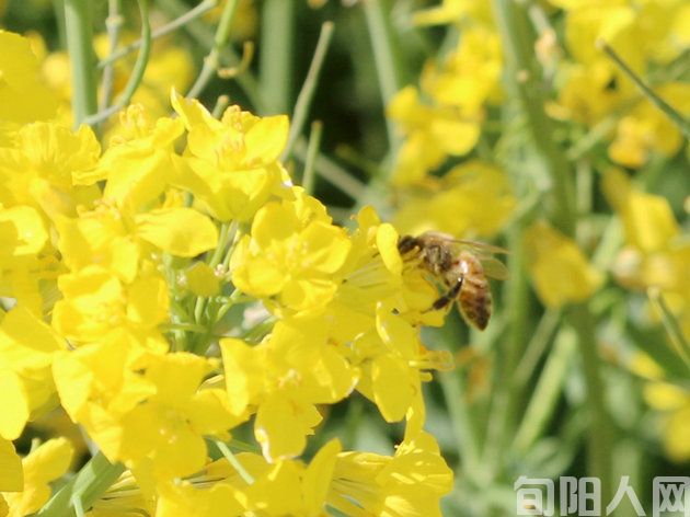 【最美春天】汉中市勉县油菜花基地摄影