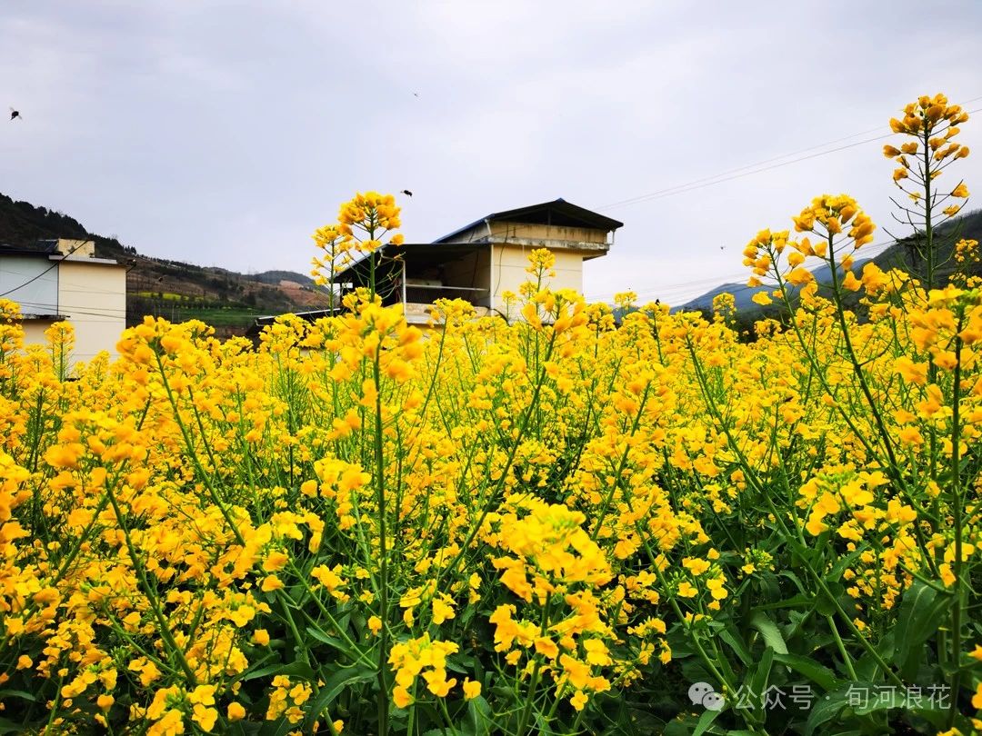 乡村漫步  文/赵攀强
