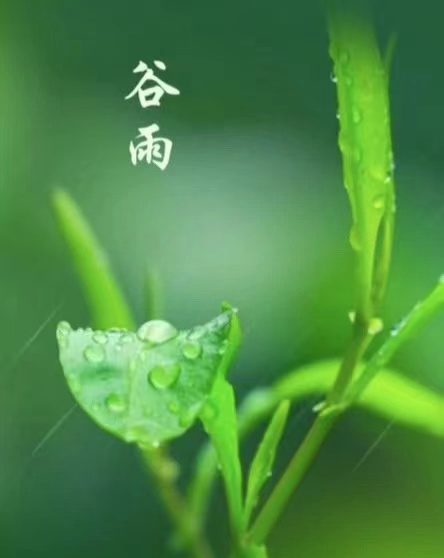 谷雨.jpg