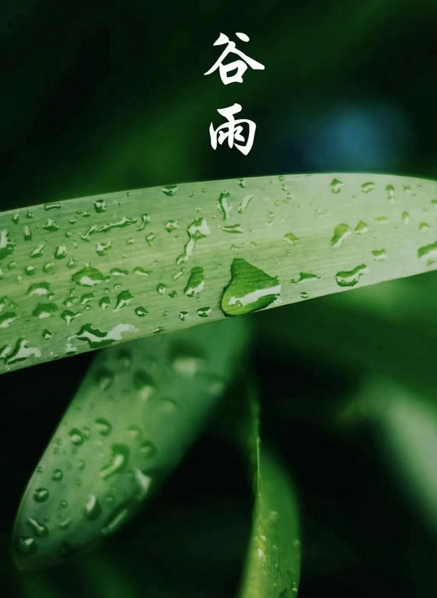 谷雨3.jpg