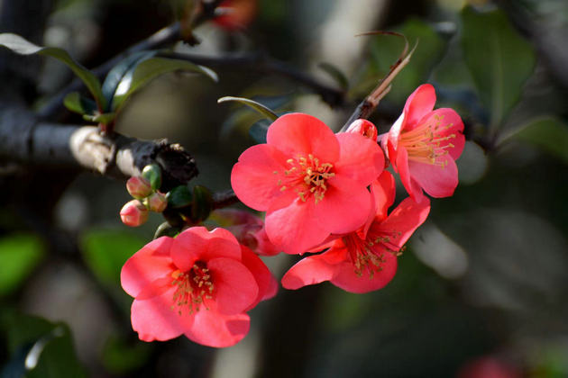 海棠树下 文/崔云生(山东)(图1) 海棠花.jpg