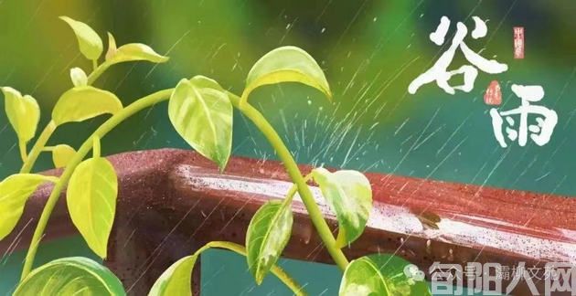 谷雨.jpg